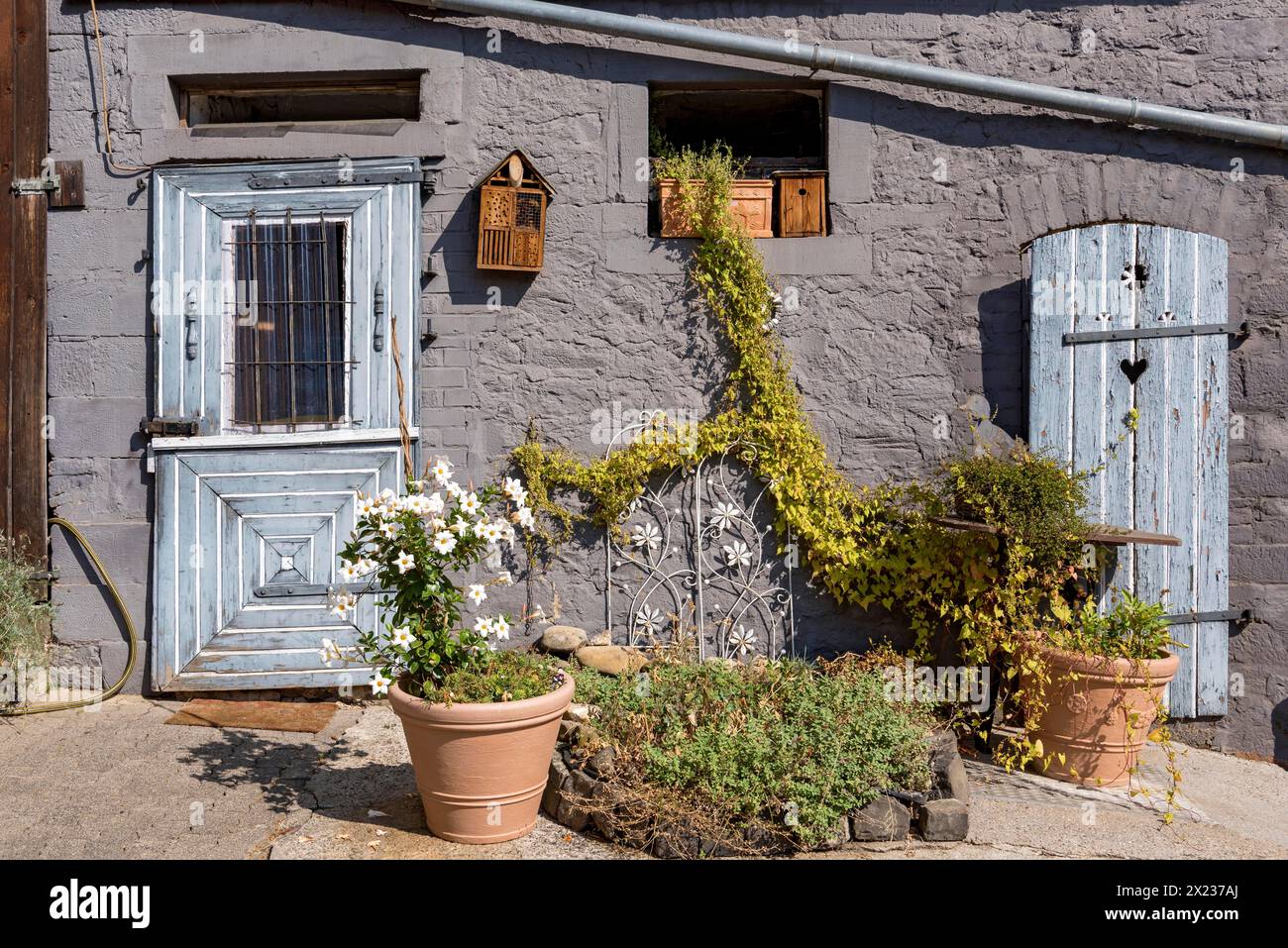 Old farmhouse, facade, decorated, flower pots, dipladenia (Mandevilla boliviensis), knotweed (Fallopia baldschuanica), weathered wooden door with Stock Photo