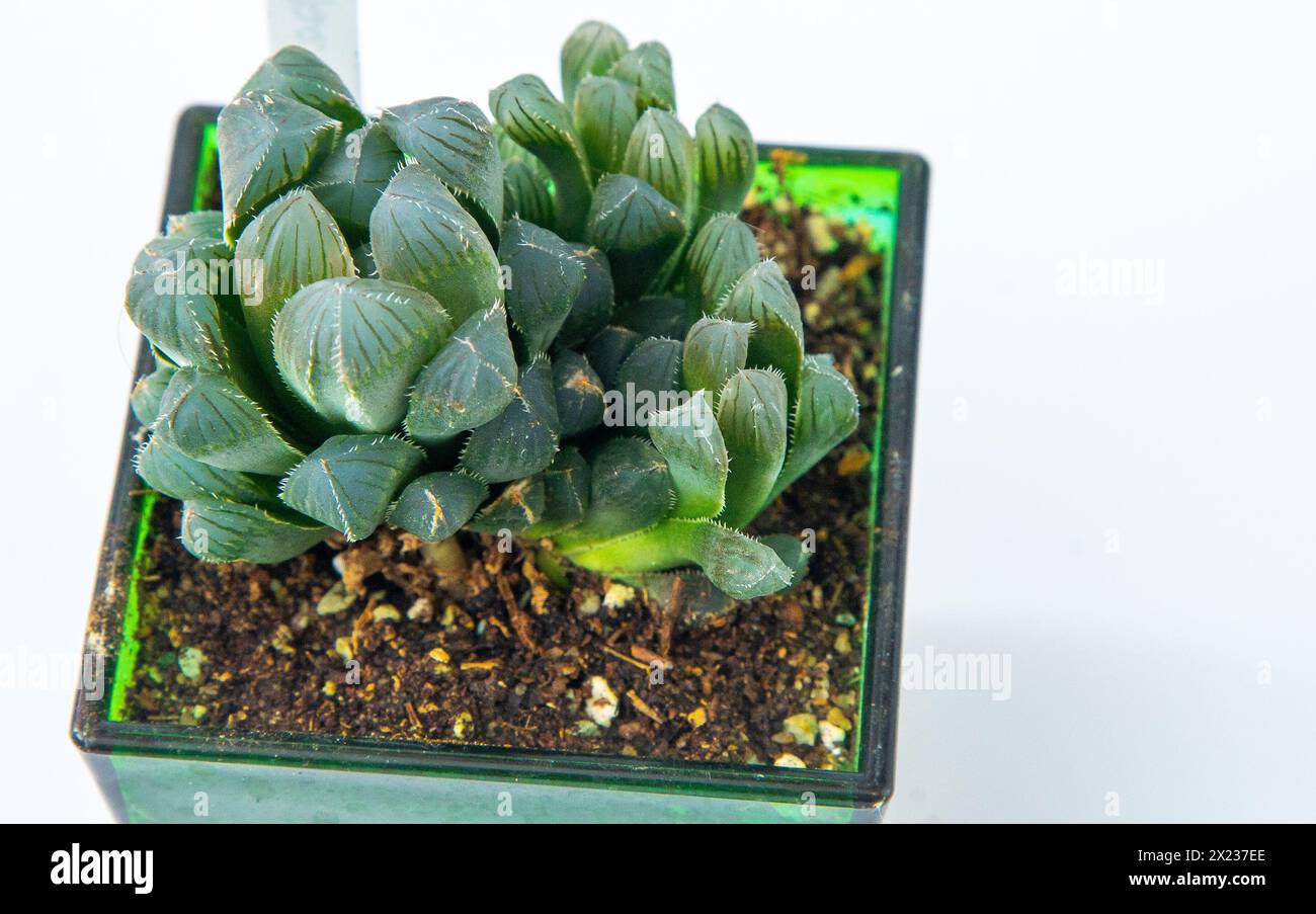 Haworthia Cooperi Var Obtusa Plant Succulent In Pot Green Little haworthia-cooperi-var-obtusa-plant-succulent-in-pot-green-little