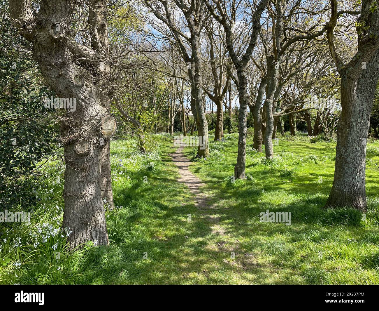 A woodland scene shows a footpath between the trees and housing in background.Nature.Suburban. Stock Photo