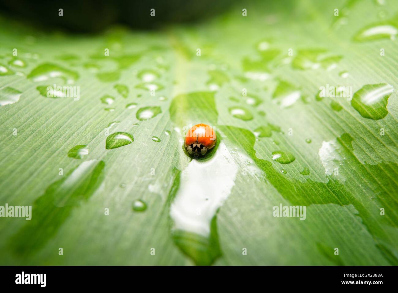 small red Coccinellidae on a large philodendron leaf Stock Photo