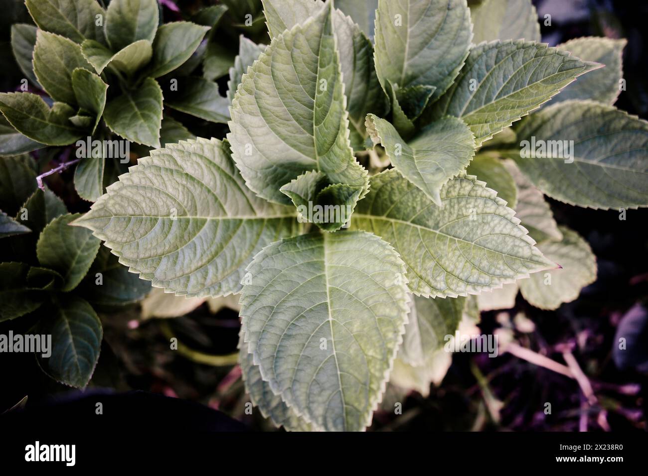 set of leaves of the sage plant Stock Photo