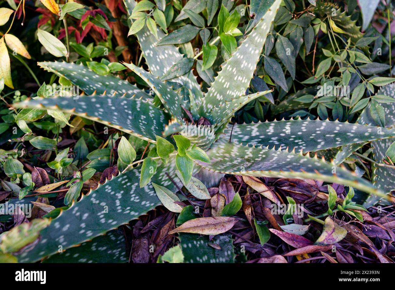 Aloe vera plant leaves Stock Photo