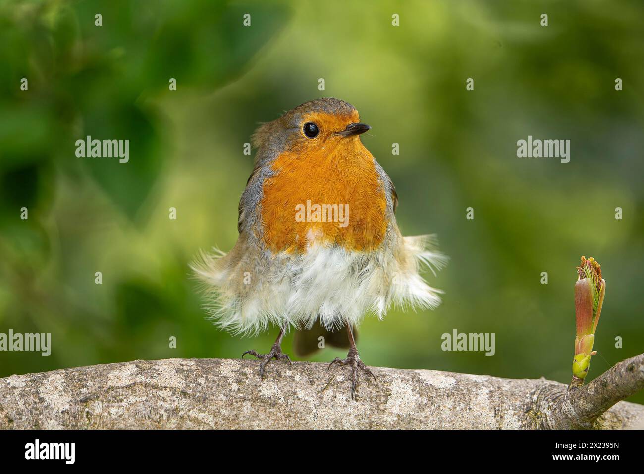 Kidderminster, UK. 19th April, 2024. UK weather: with glorious sunshine across the West Midlands today, the local wildlife steps out to enjoy a rain free day. As it remains slightly breezy some feathers do still get a little ruffled! Credit:  Hudson/Alamy Live News Stock Photo
