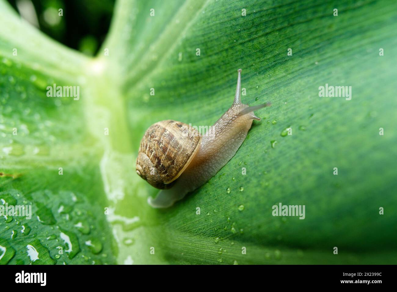 medium sized snail on a large green leaf wet with rain drops Stock Photo