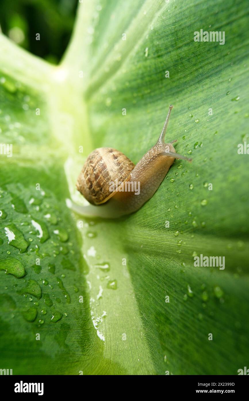 medium sized snail on a large green leaf wet with rain drops Stock Photo