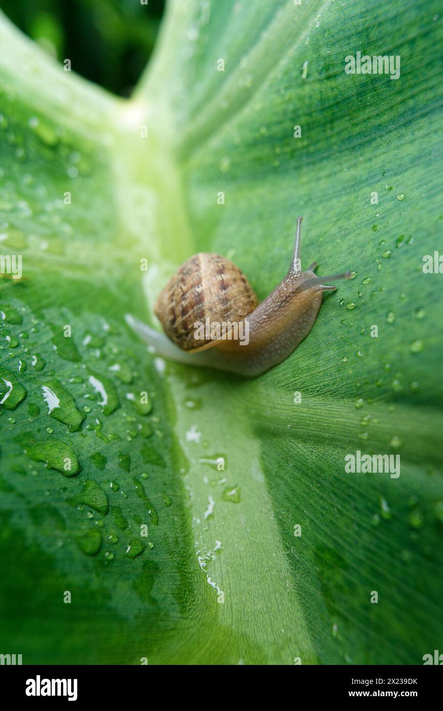 medium sized snail on a large green leaf wet with rain drops Stock Photo