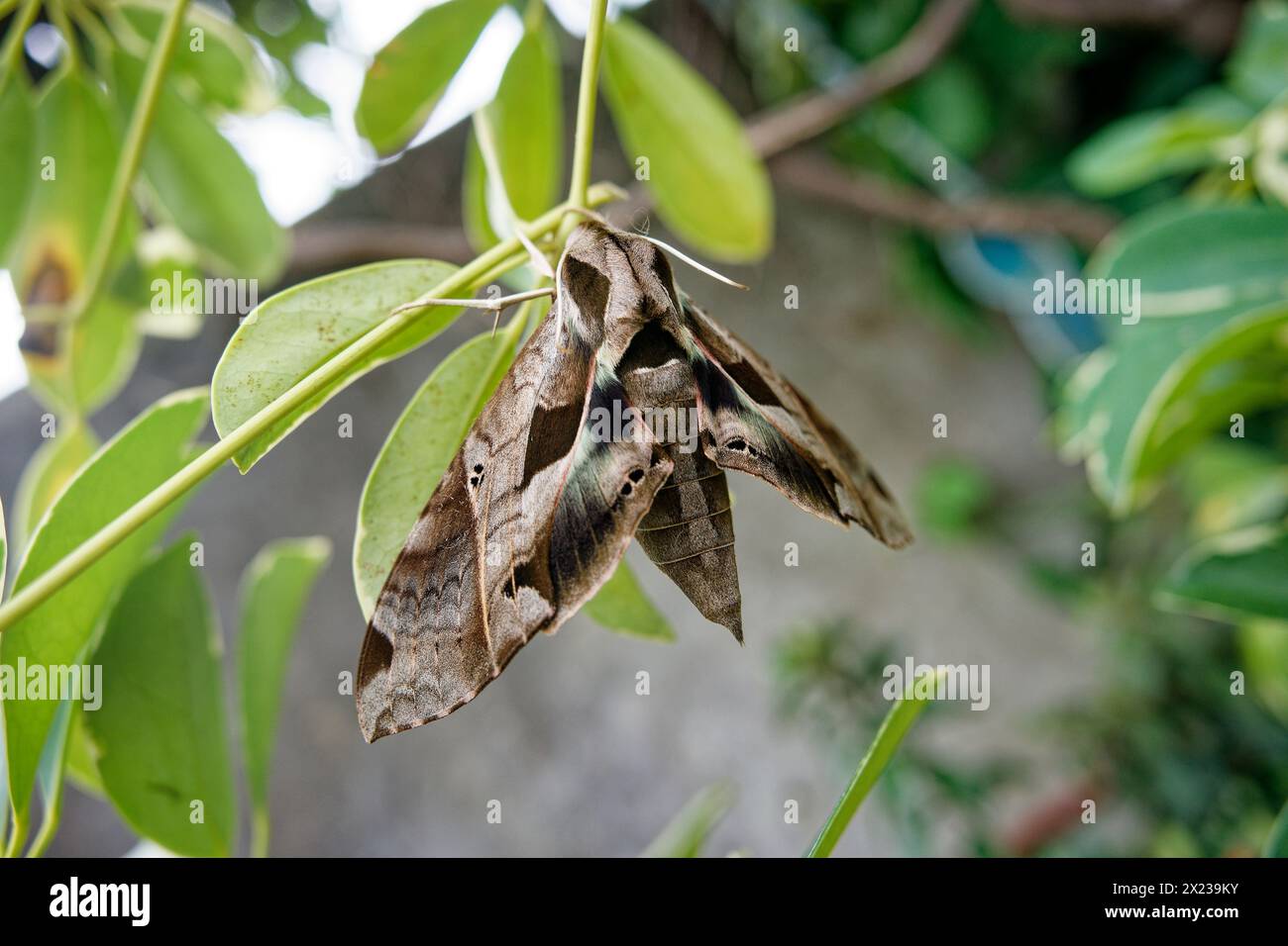 large sphinx moth posing on a branch Stock Photo