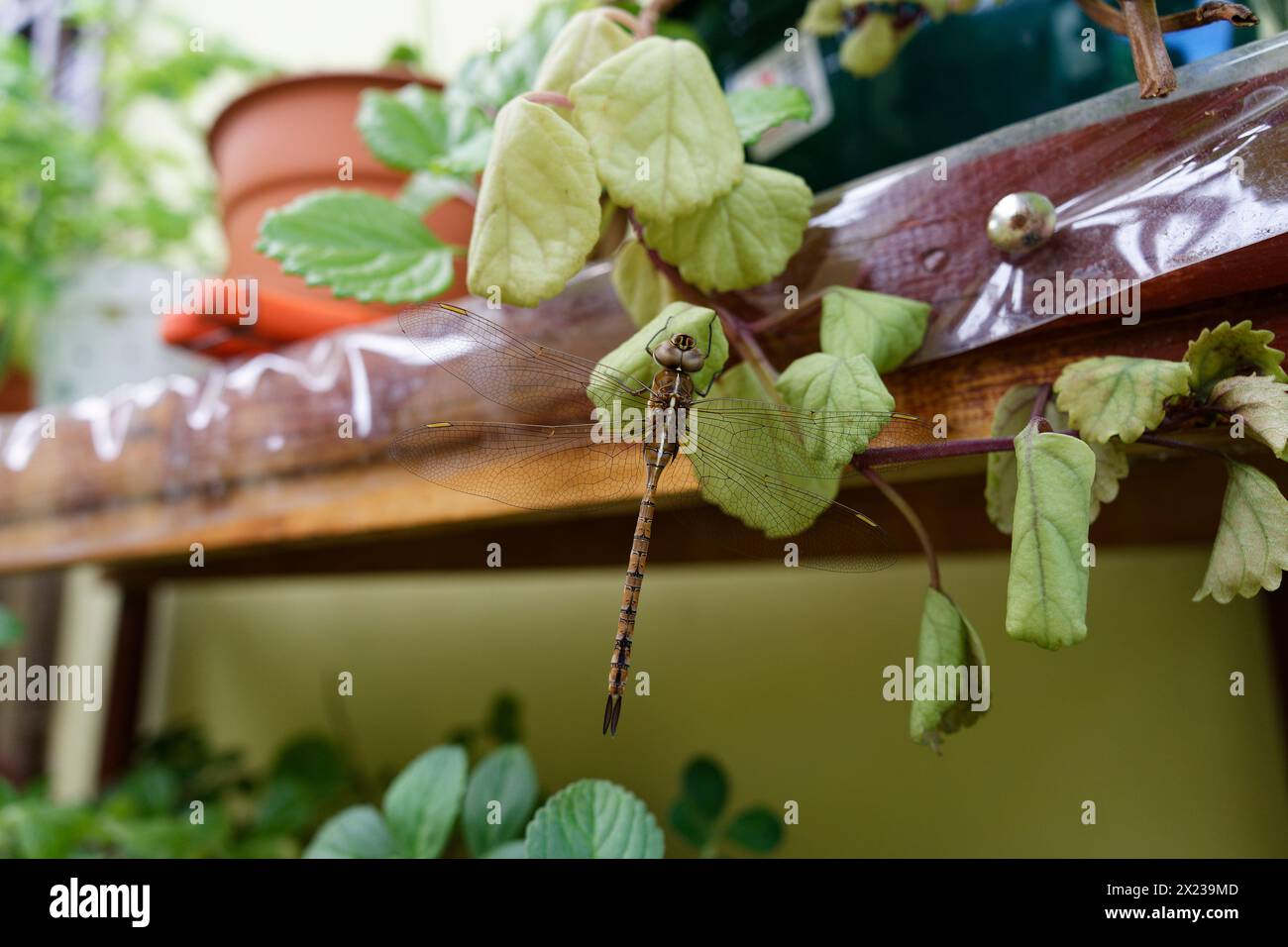 large brown dragonfly posing on some green leaves Stock Photo
