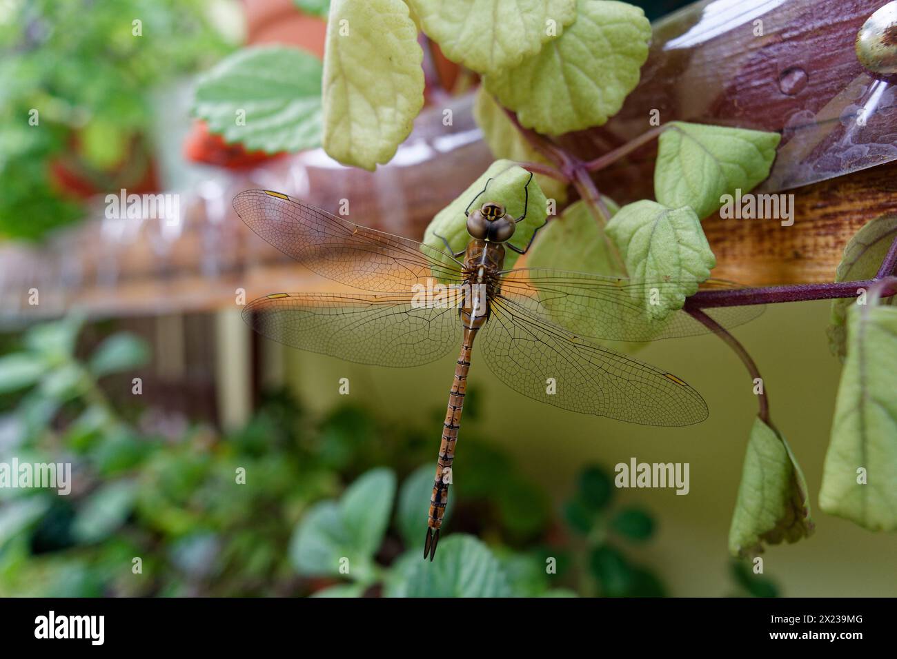 large brown dragonfly posing on some green leaves Stock Photo