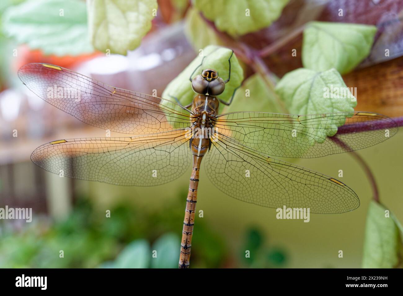 large brown dragonfly posing on some green leaves Stock Photo