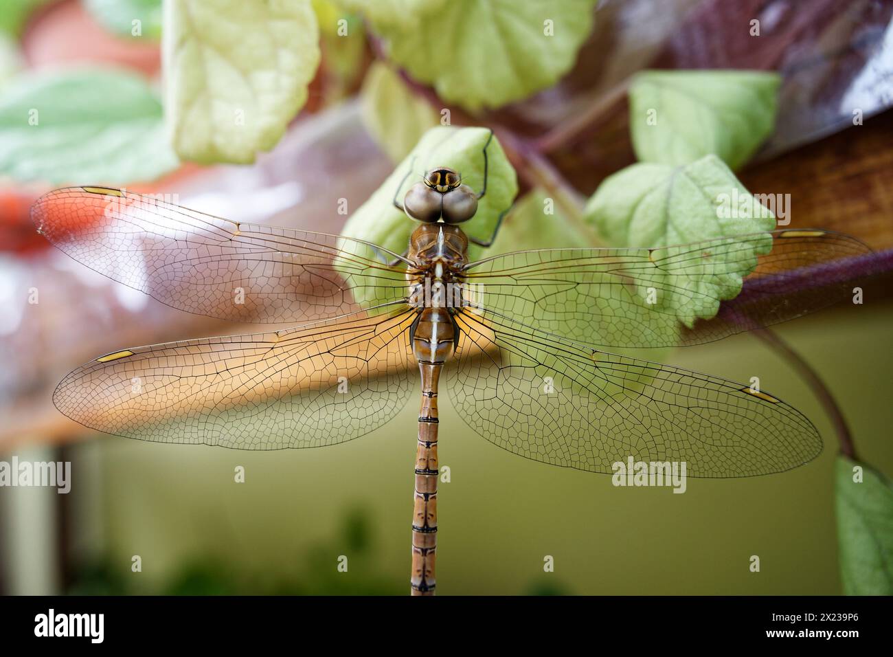 large brown dragonfly posing on some green leaves Stock Photo