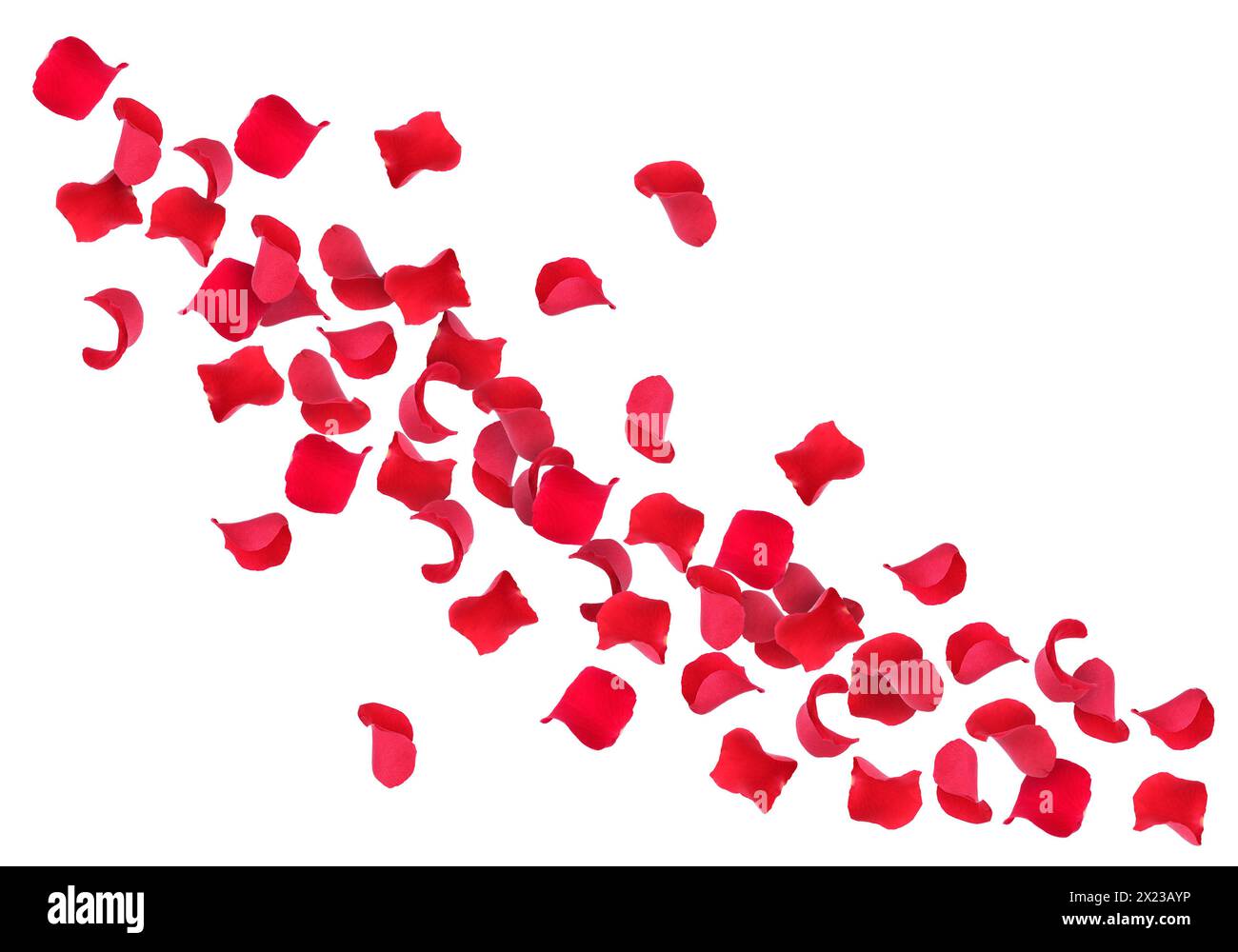 Beautiful rose petals flying on white background Stock Photo - Alamy