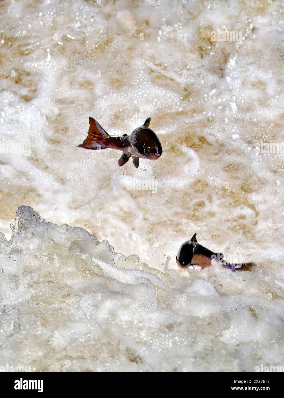 Fish jumping scotland hires stock photography and images Alamy