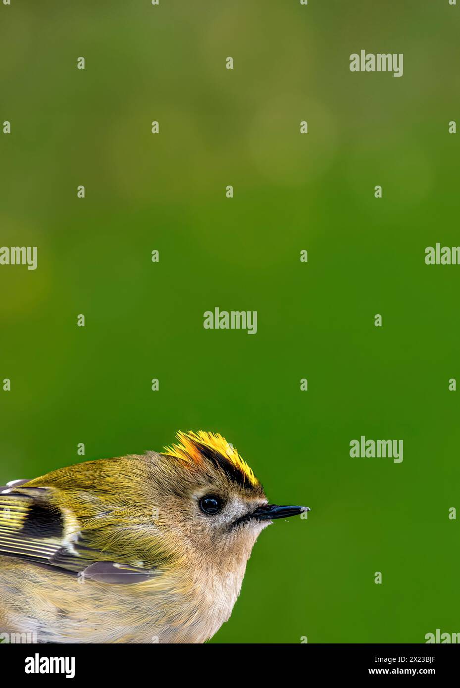 Close-up image of a Goldcrest, or Golden Crowned Kinglet on window against green out of focus grassy background with bokeh Stock Photo