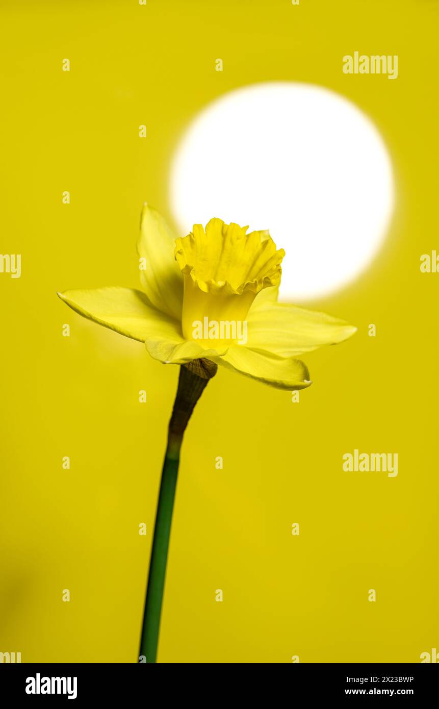 Single Daffodil against a yellow background with a bright light spot simulating sun behind it Stock Photo