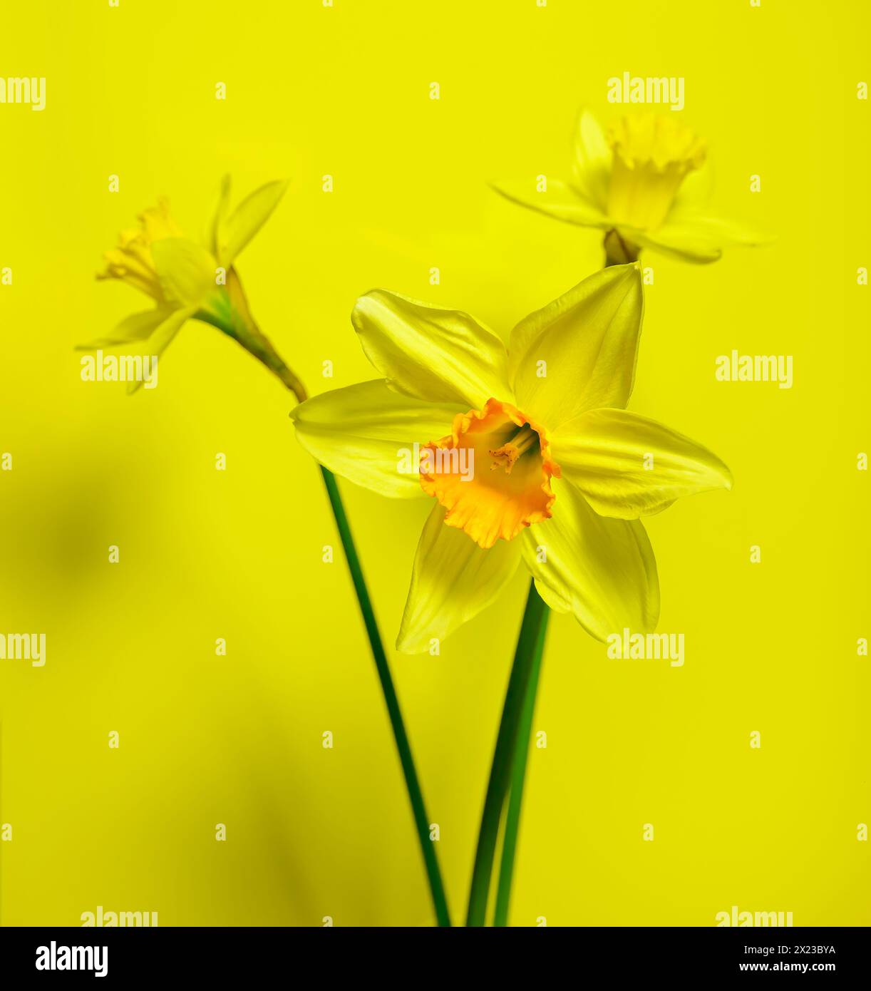 Three Daffodils photographed against a yellow background Stock Photo