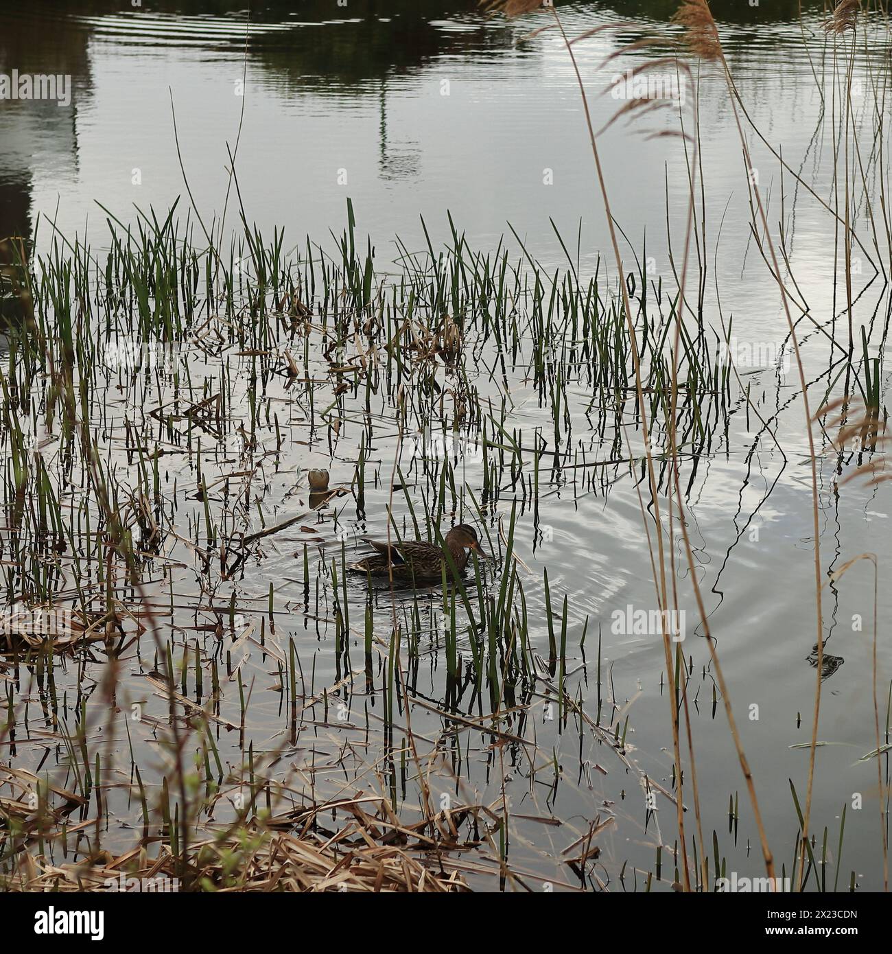 A female mallard duck swimming among the reeds on a lake, with gentle ...