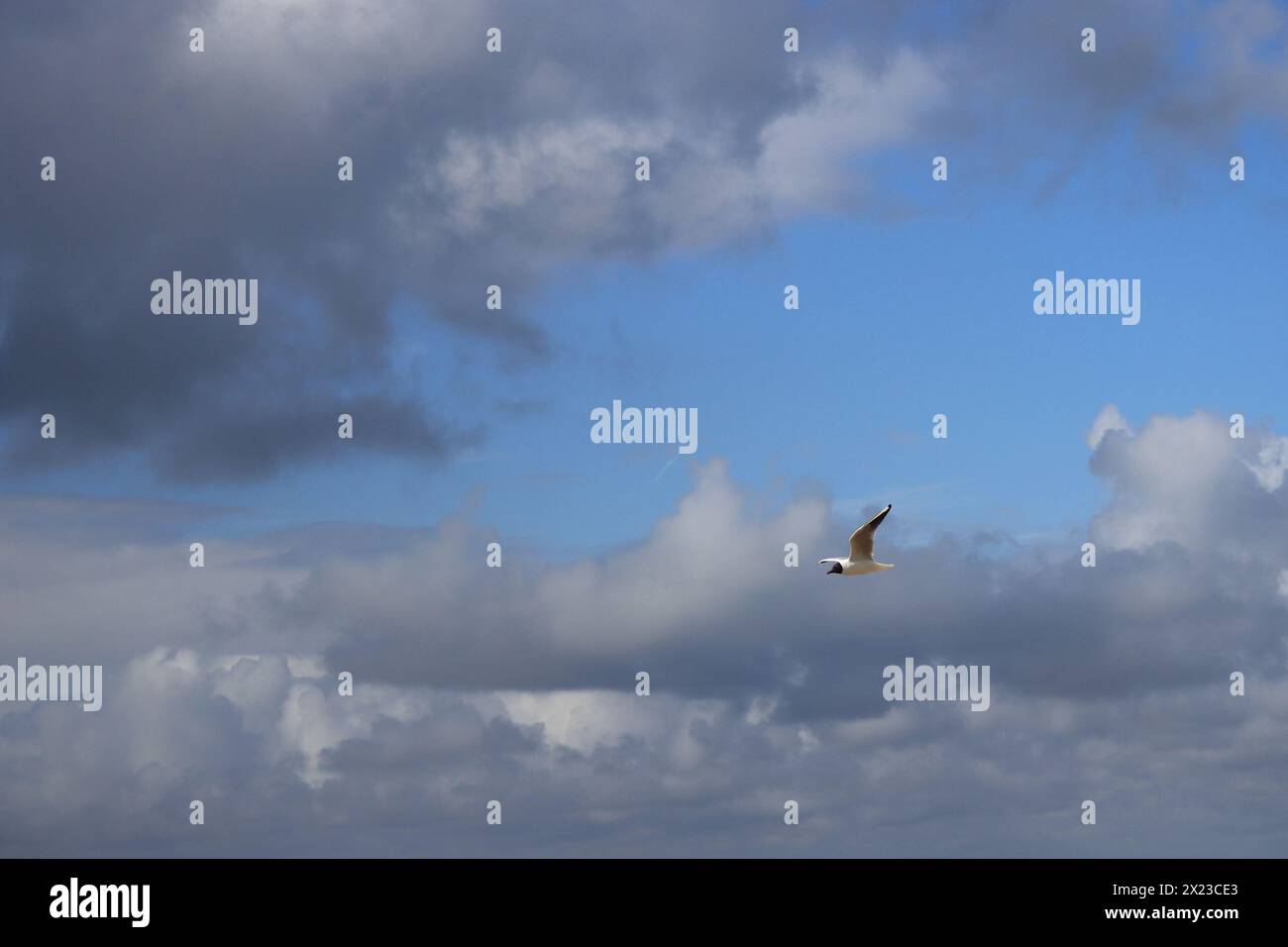 An angry cloudscape of grey and white clouds and a patch of blue,  with a single seagull in flight. Stock Photo