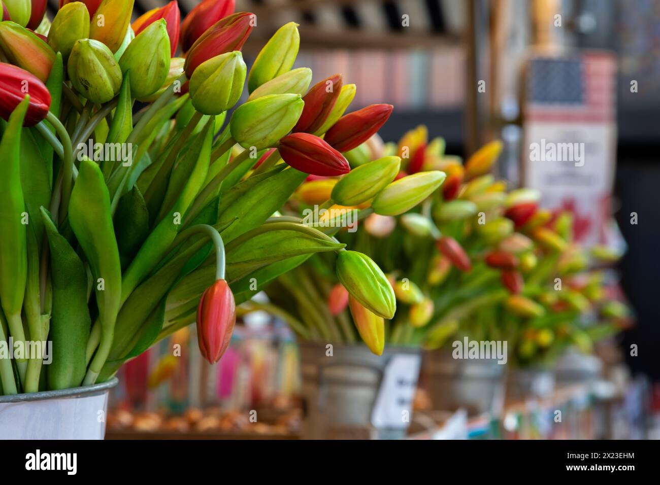 Tulips at the flower market on the Singelgracht, Amsterdam, Netherlands Stock Photo