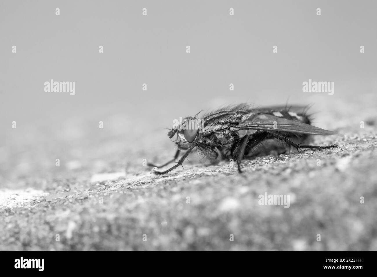 Black and white image of a Flesh-Fly (Sarcophaga carnaria) on a concrete post Stock Photo