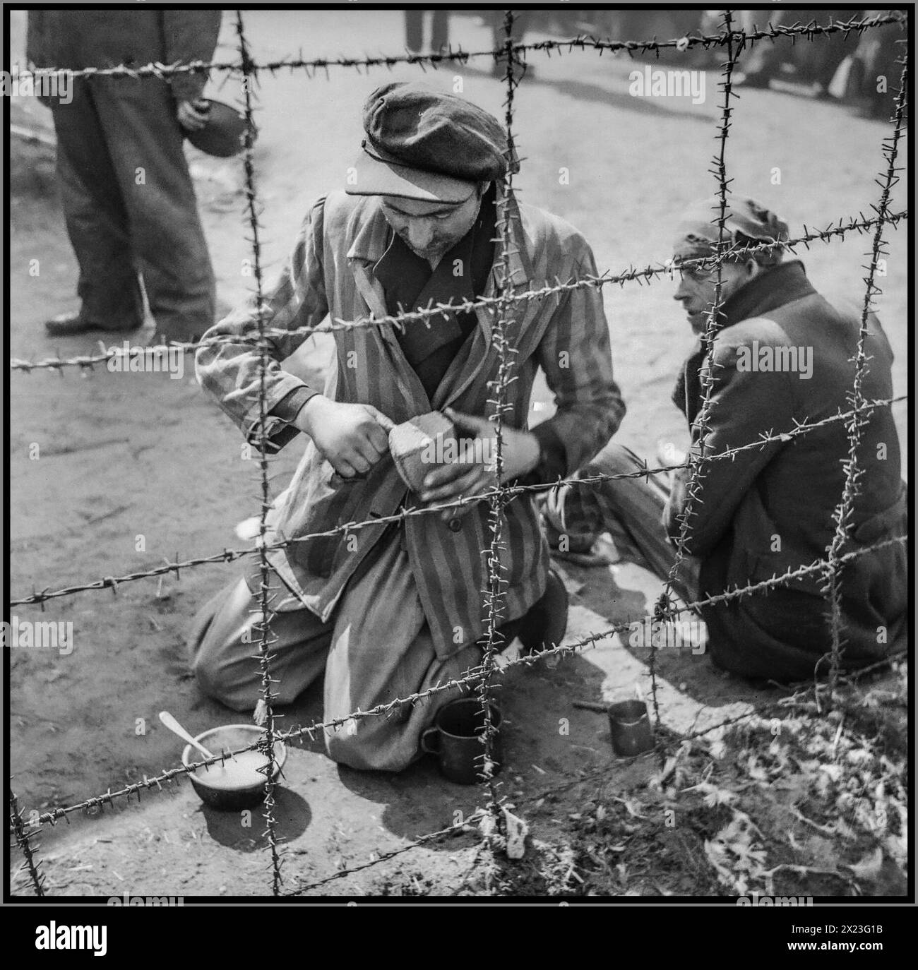 Liberation of Bergen-Belsen Concentration camp by British 11th Armoured Division, from Nazi Germany occupation April 1945 World War II Second World War WW2 with camp inmate behind barbed wire, wearing striped camp uniform, struggling with the meagre dry bread rations previously handed out by the brutal Nazi camp personnel regime. Stock Photo