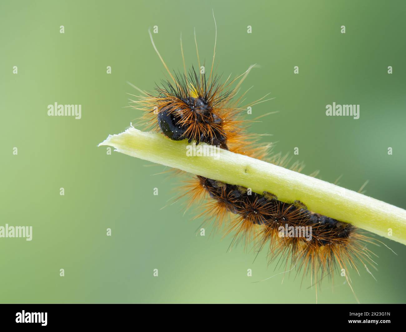 a silver-spotted tiger moth caterpillar, Lophocampa argentata, speckled with pollen grains, chewing on a plant stem, Delta, British Columbia, Canada Stock Photo