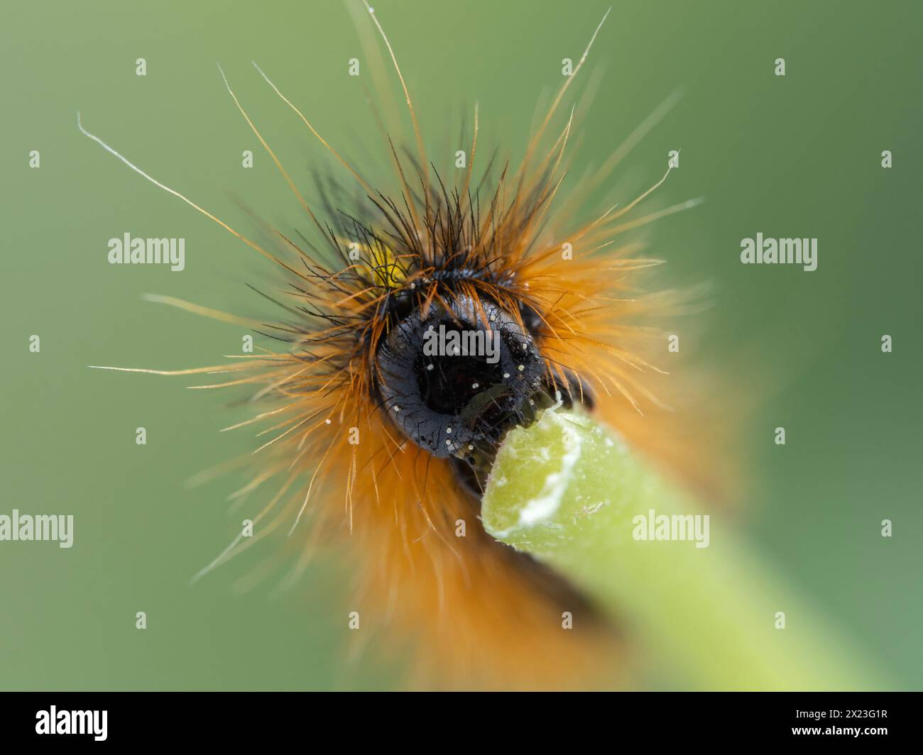 close-up of the head of a silver-spotted tiger moth caterpillar, Lophocampa argentata, speckled with pollen grains, chewing on a plant stem Stock Photo