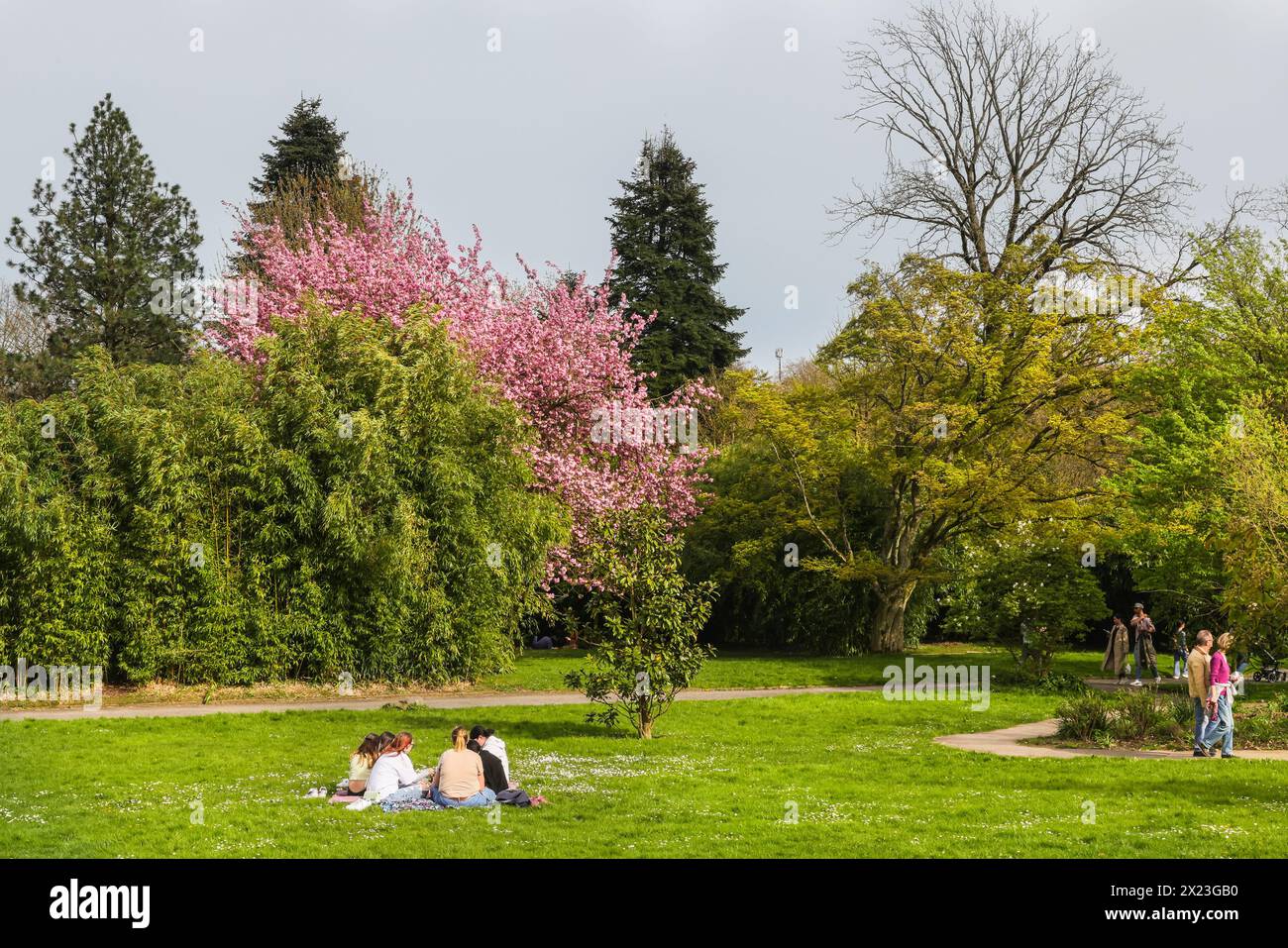 Spring blossom at Gruga, Grugapark, central park in Essen, NRW, Germany Stock Photo