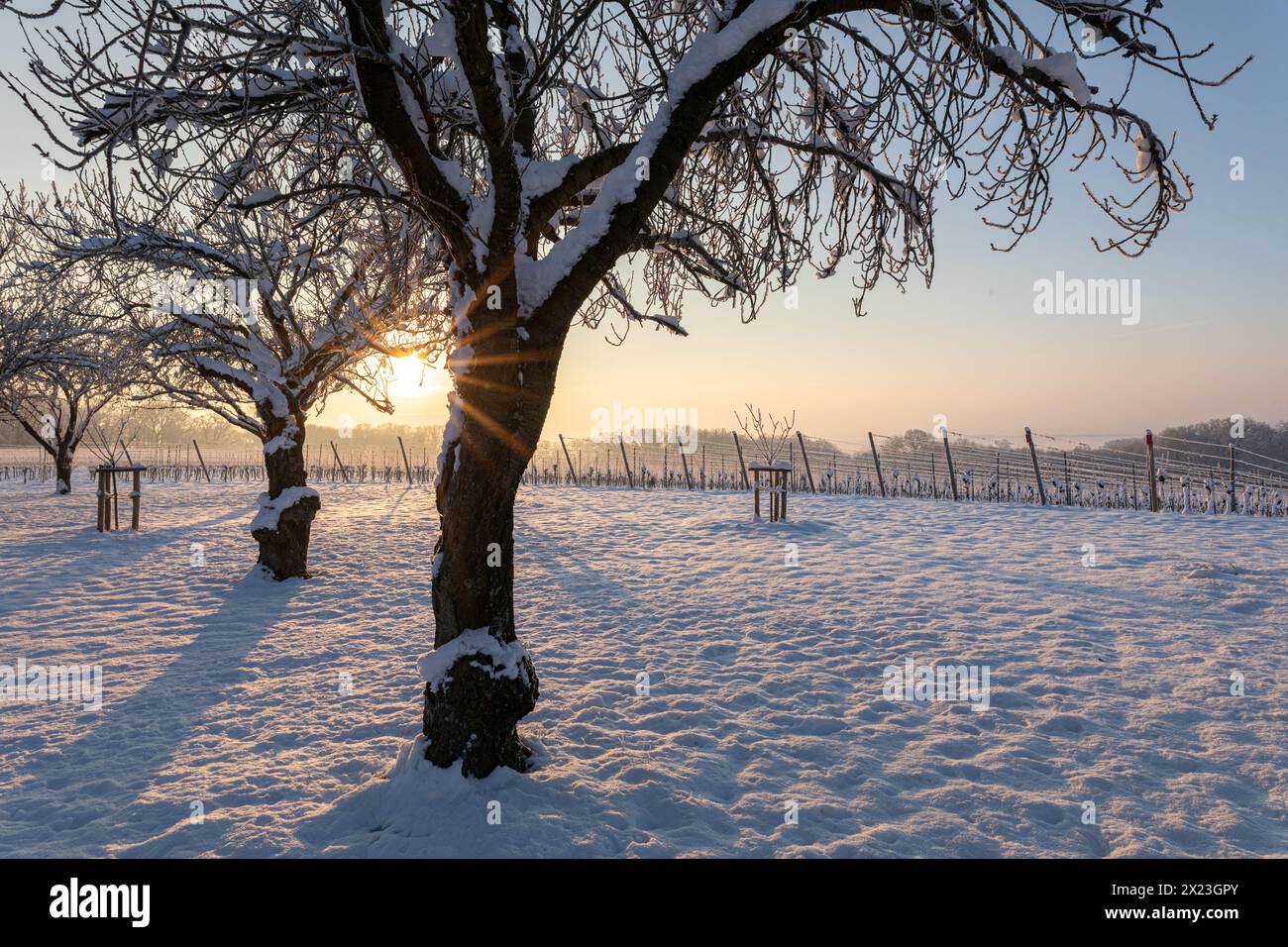 Winter near Gaibach, Volkach, Kitzingen, Lower Franconia, Franconia, Bavaria, Germany, Europe Stock Photo