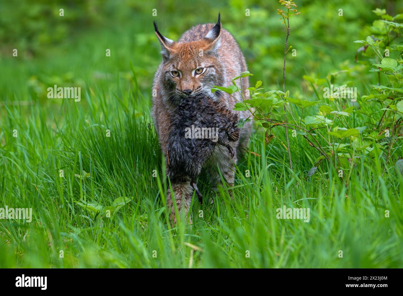 Hunting Eurasian lynx (Lynx lynx) walking with killed muskrat (Ondatra zibethicus) prey in its muzzle in meadow / grassland Stock Photo