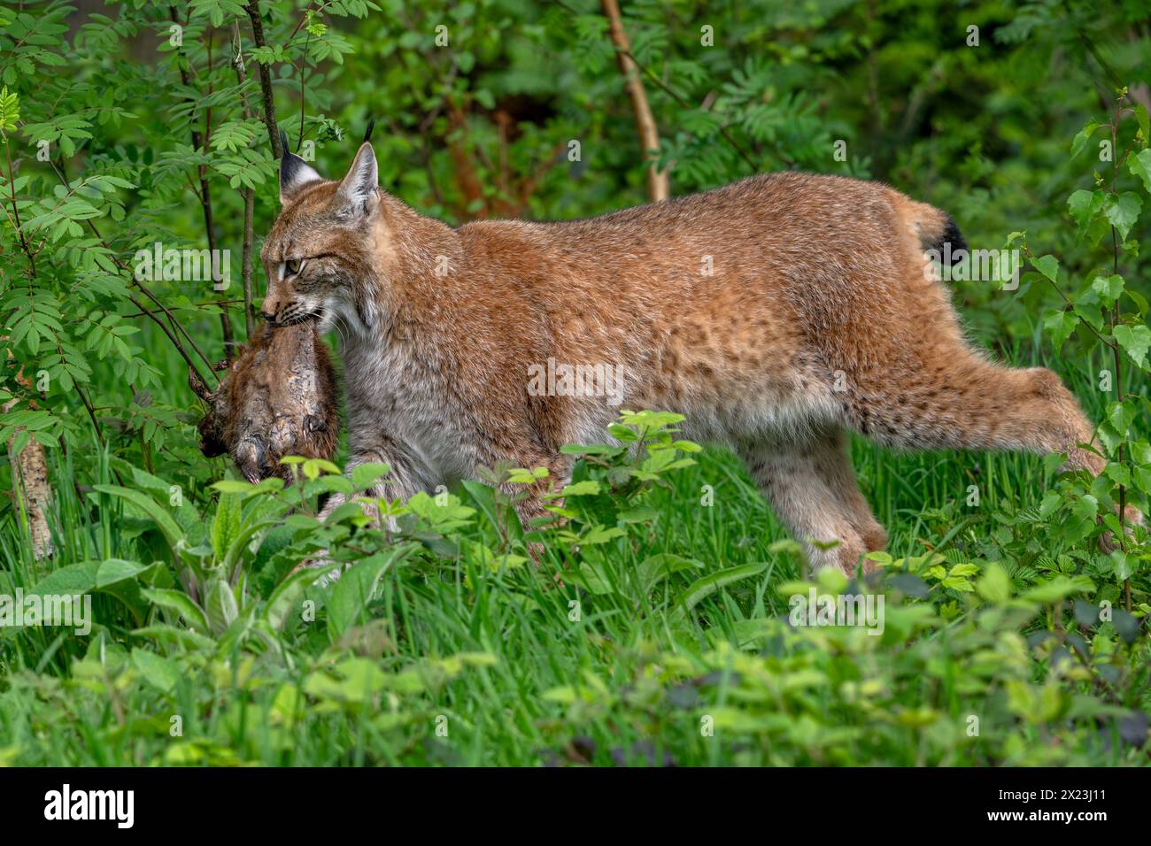 Hunting Eurasian lynx (Lynx lynx) walking with killed muskrat (Ondatra zibethicus) prey in its mouth in forest Stock Photo