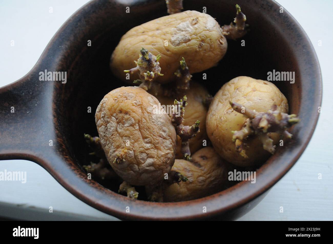 Copenhagen/ Denmark/19 April 2024/Potatoes vegetable with roots in bowl ...