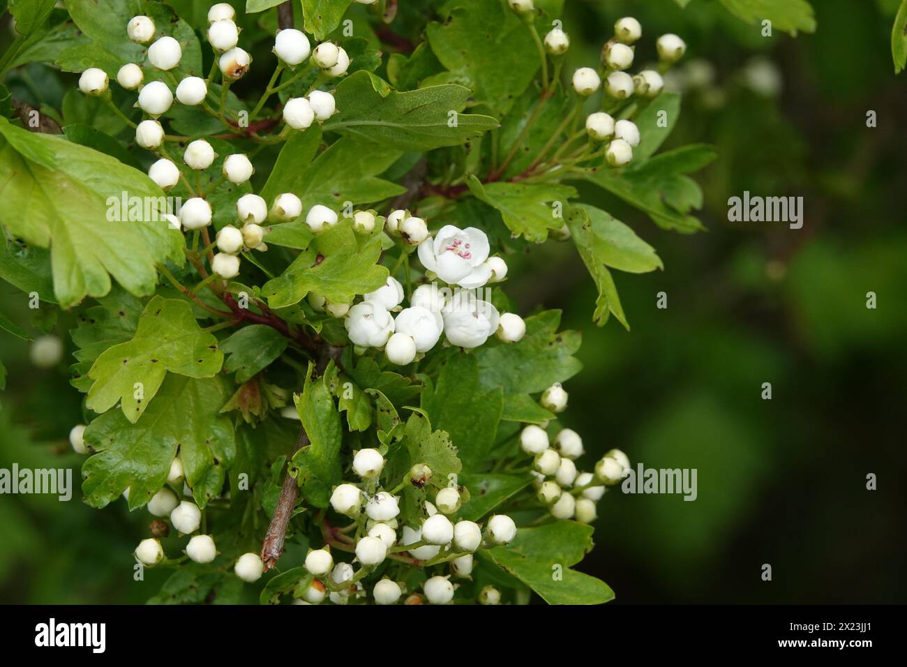 Spring UK, Hawthorn Blossom Stock Photo - Alamy