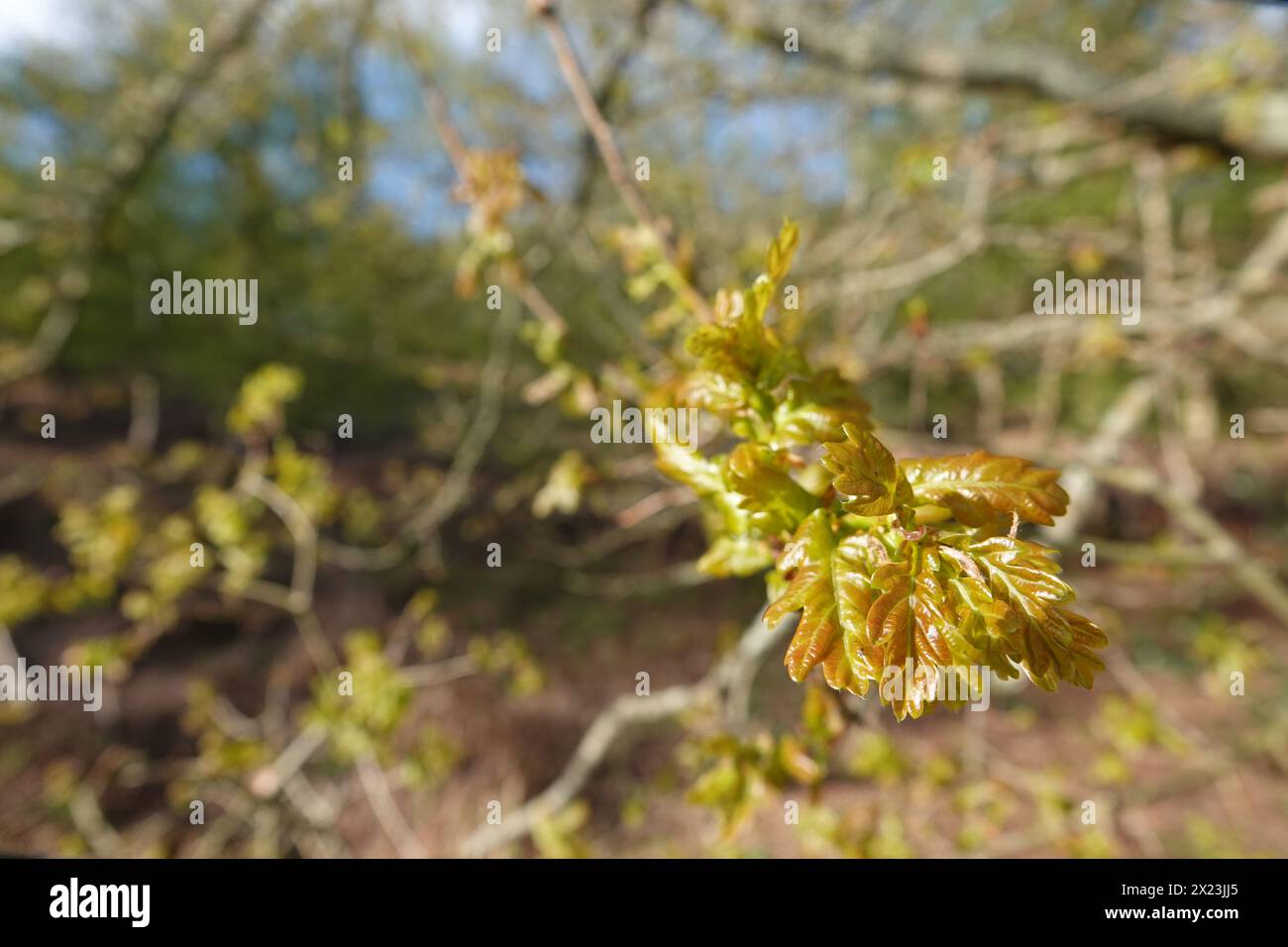 Spring UK, First Oak Leaves Stock Photo