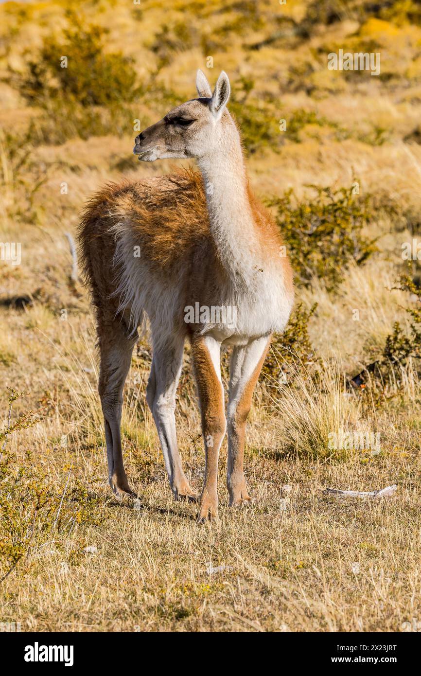 Close-up of a single guanaco llama in the grasslands of the Pampas of Chile, Patagonia, South America Stock Photo