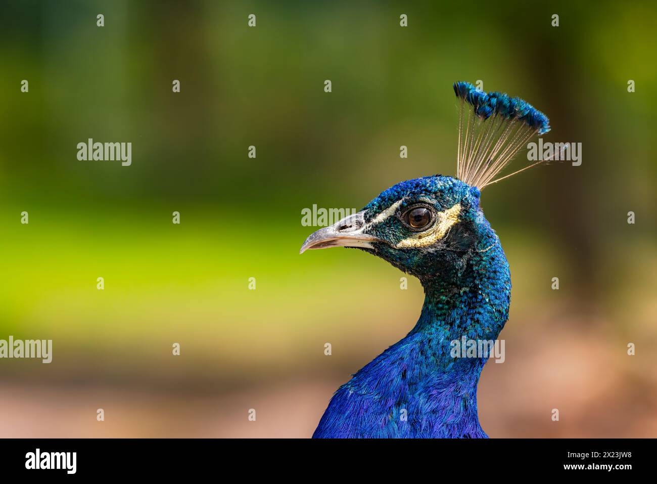 Blue peacock with a striking blue shimmering neck and head with a crown of feathers isolated in nature, Germany Stock Photo