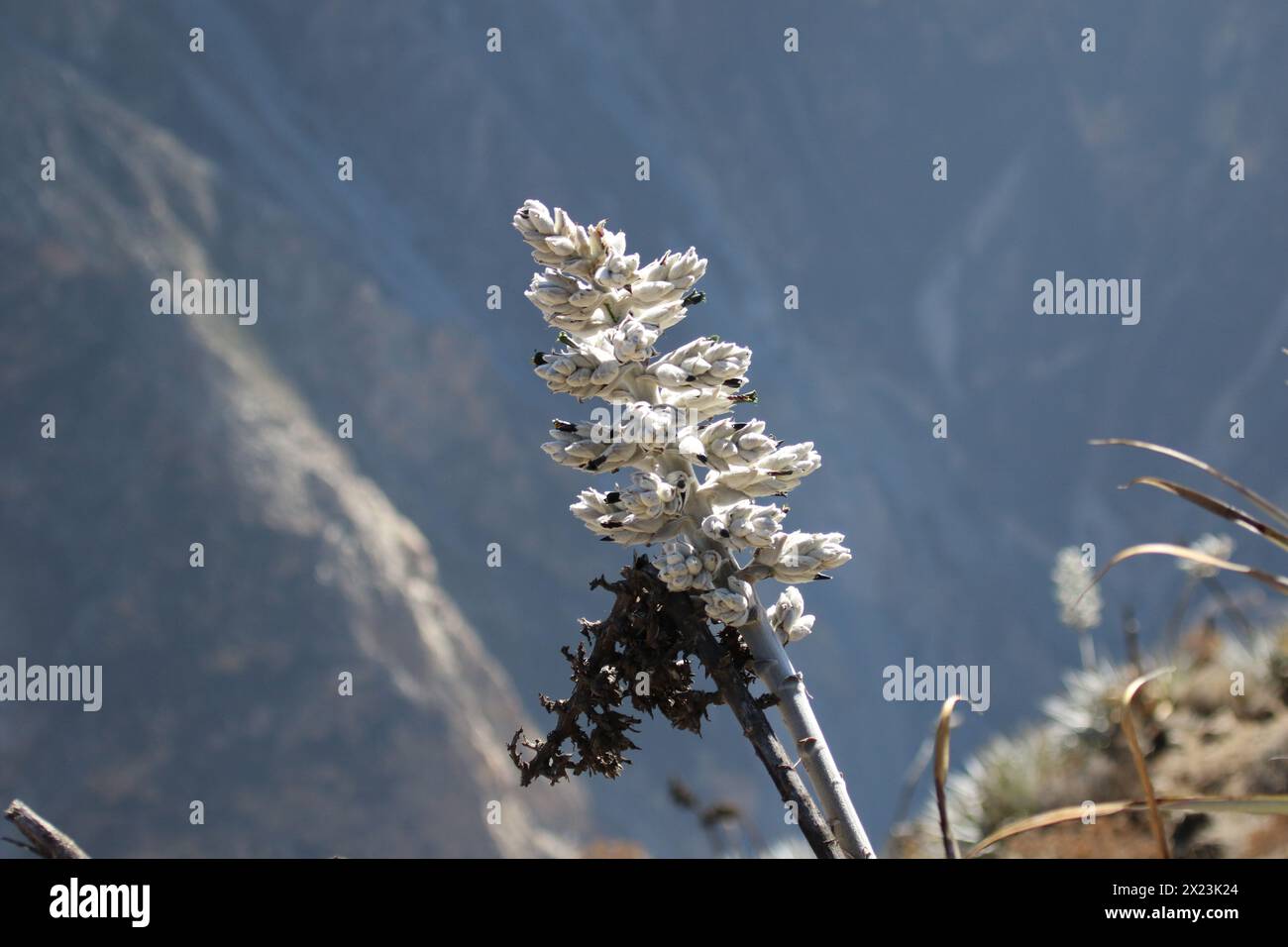 Beautiful flower of the Andes in Peru Stock Photo