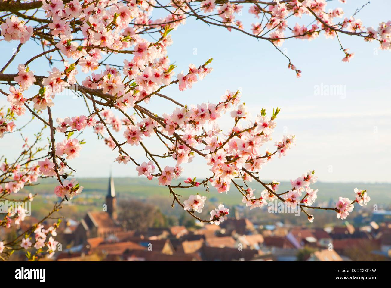 Almond blossom in Birkweiler an der Weinstrasse, Rhineland-Palatinate, Germany Stock Photo