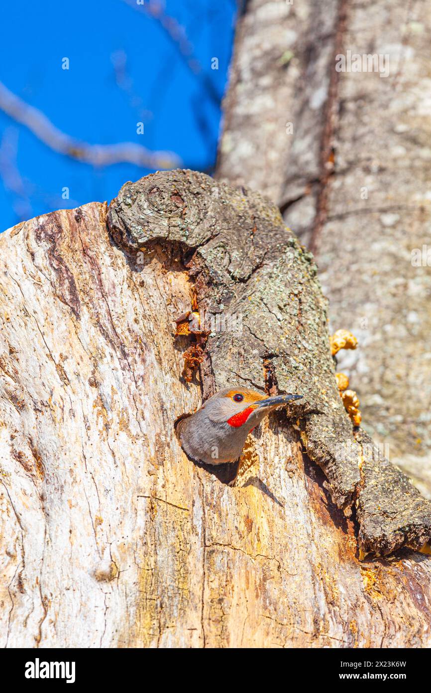 Northern Flicker peering out of his nesting cavity Stock Photo
