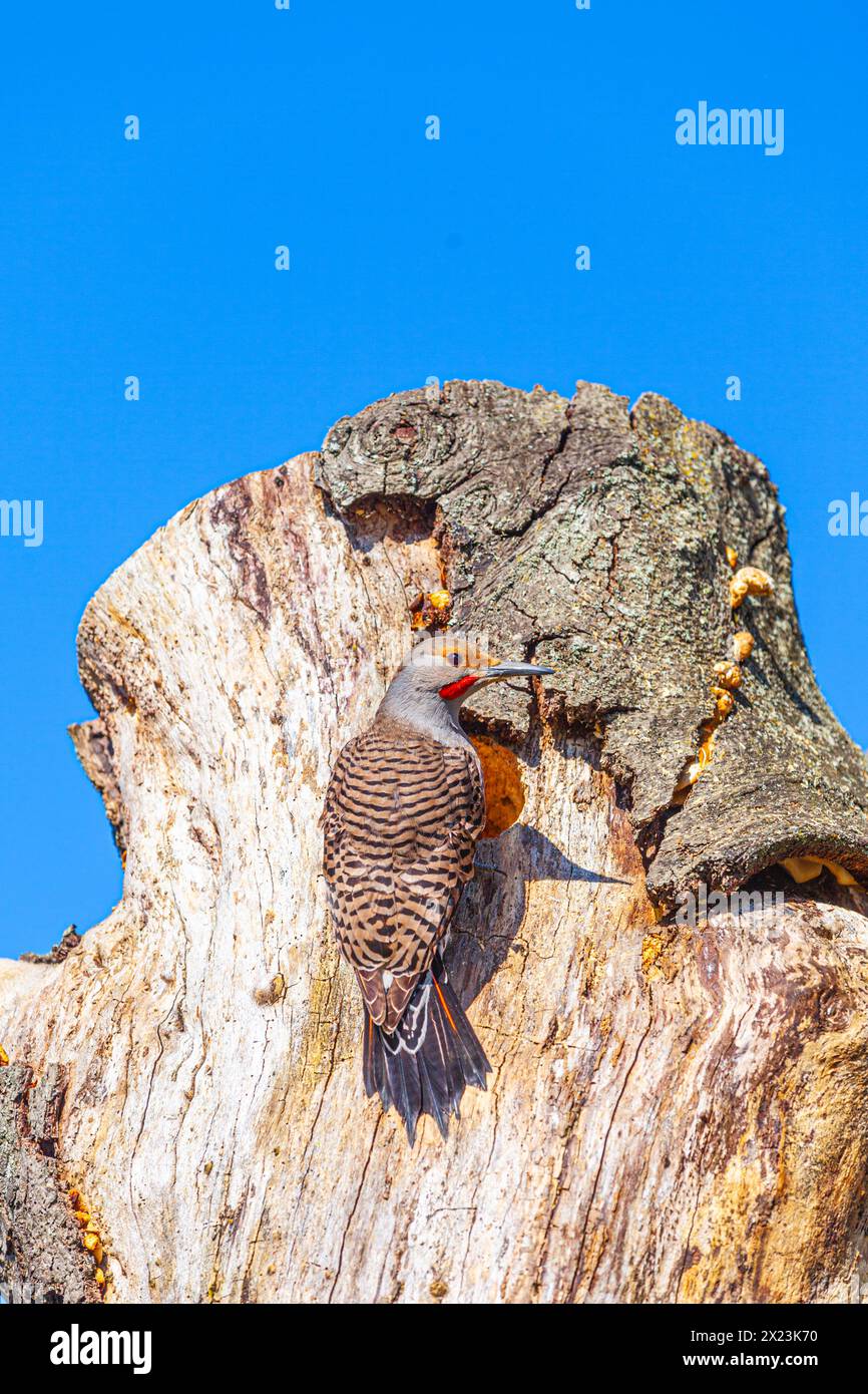 Northern Flicker about to enter its nesting cavity Stock Photo
