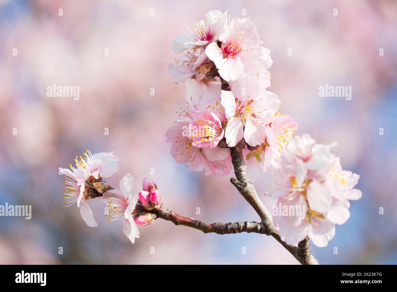 Almond blossom in Gimmeldingen - Neustadt an der Weinstrasse, Rhineland-Palatinate, Germany Stock Photo