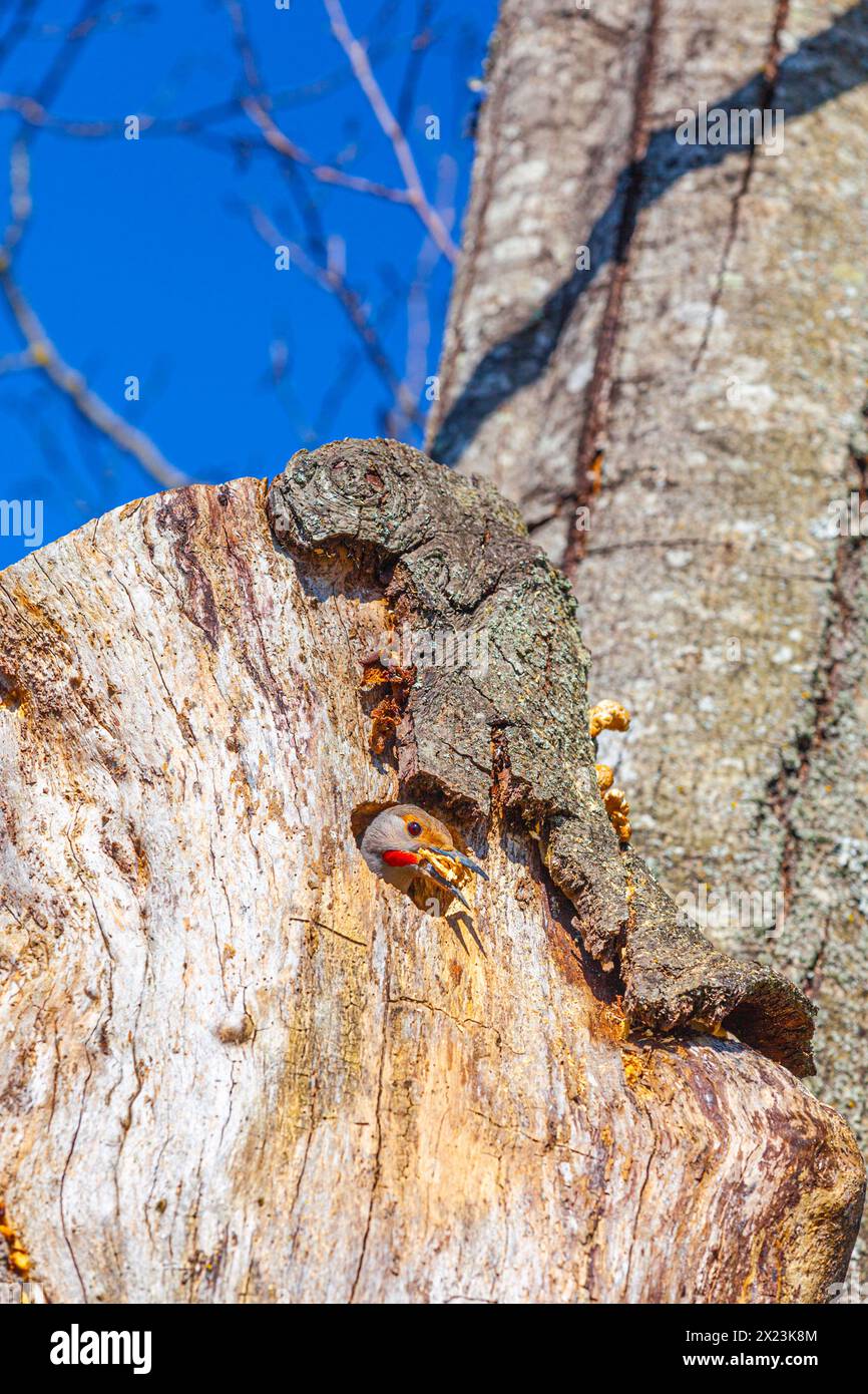 Northern Flicker removing wood chips from its nesting cavity Stock Photo
