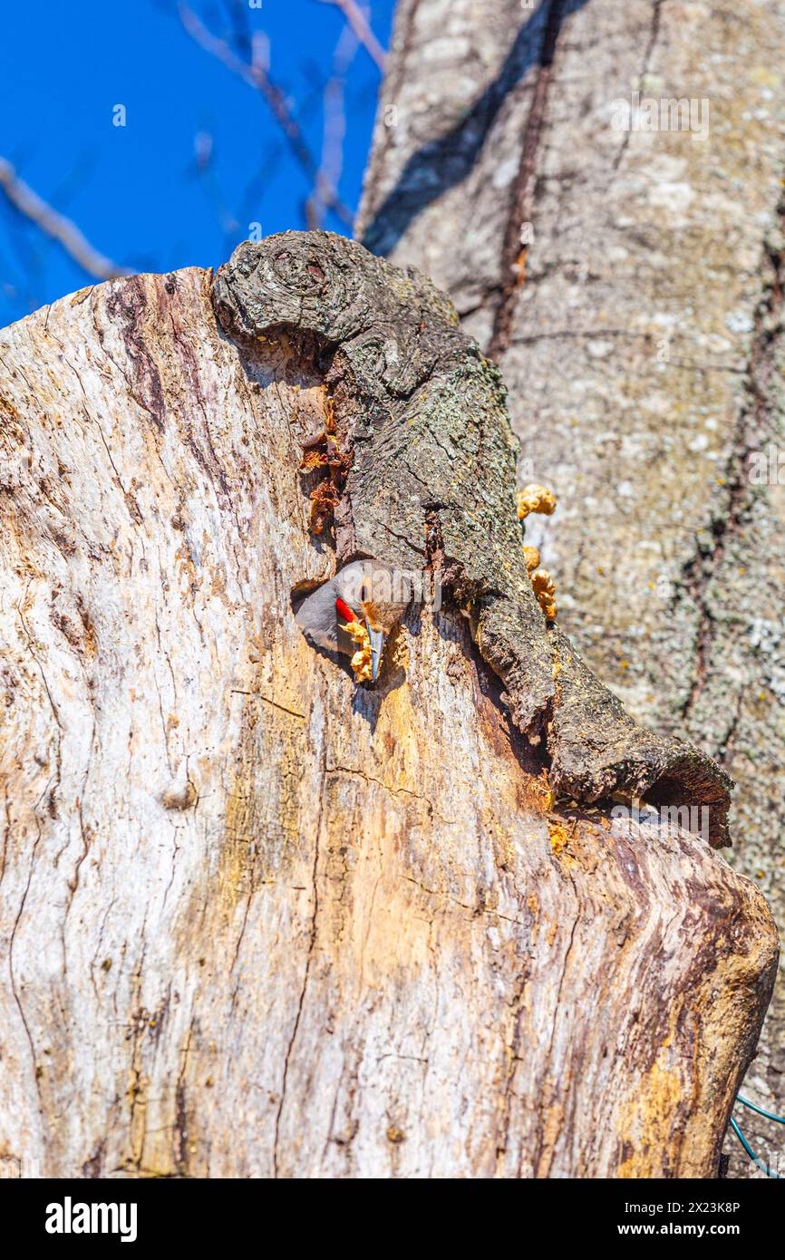 Northern Flicker removing wood chips from its nesting cavity Stock Photo