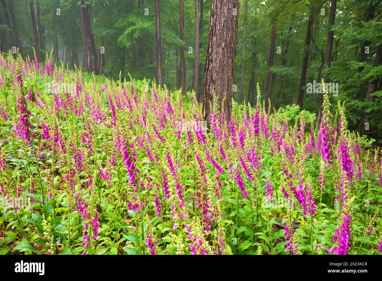 Blooming foxglove in the Palatinate Forest, Maikammer, Rhineland-Palatinate, Germany Stock Photo