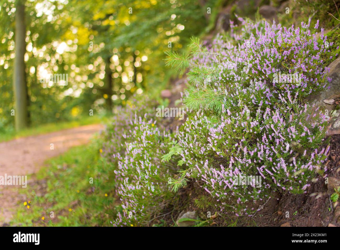Heather on a hiking trail in the Palatinate Forest, Annweiler am Trifels, Rhineland-Palatinate, Germany Stock Photo