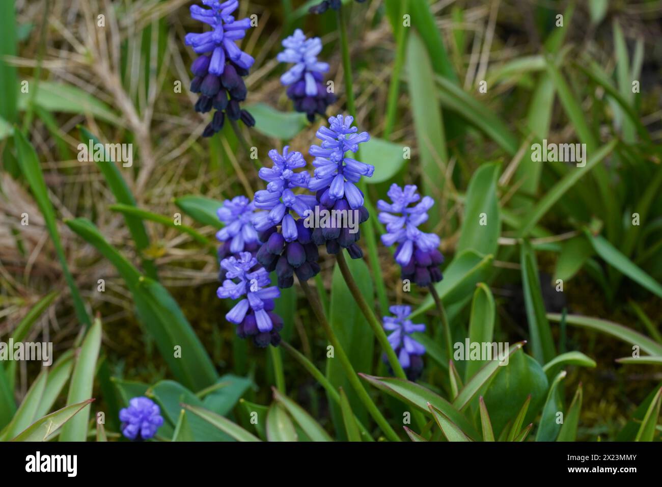 Grape Hyacinth Bulbs in Latin called Muscari Latifolium growing in a colony. Stock Photo