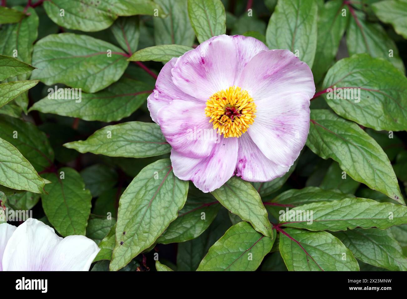 Paeonia cambessedesii is a perennial herbaceous species of peony with pink flowers. Stock Photo
