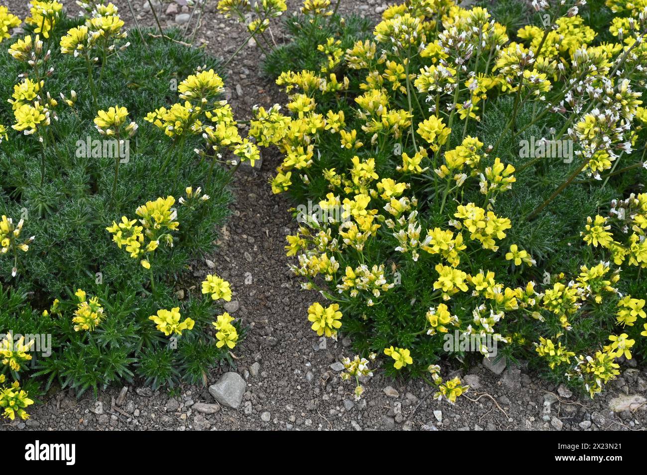 Primula veris, the cowslip is a yellow herbaceous perennial flowering plant in the primrose family Primulaceae found in St. Gallen botanical garden. Stock Photo