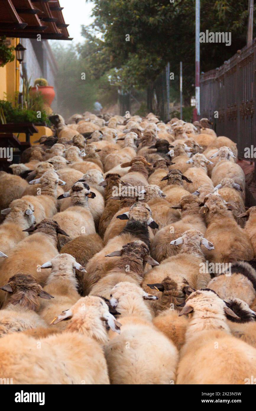 Ganado de ovejas en Trashumancia en Gran Canaria Stock Photo