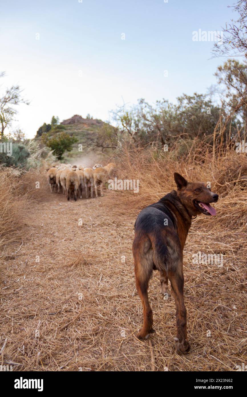 Perro pastor en trashumancia por Gran Canaria Stock Photo